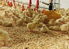 Более 13,6 тысяч тонн продукции животноводства экспортировано из Томской области с начала года Более 13,6 тысяч тонн продукции животноводства экспортировано из Томской области с начала года